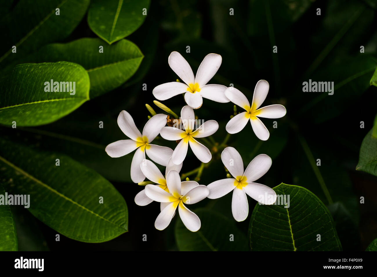 Weißen Plumeria Alba, Frangipani oder West Indian Jasmin Blume Stockfoto