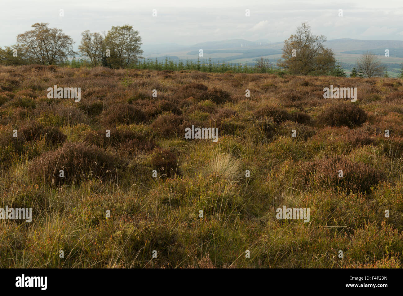 Ort der Schlacht von Sheriffmuir, Nord-West suchen, zeigen, Topographie, Sheriffmuir, Perthshire, Schottland, Vereinigtes Königreich, Stockfoto