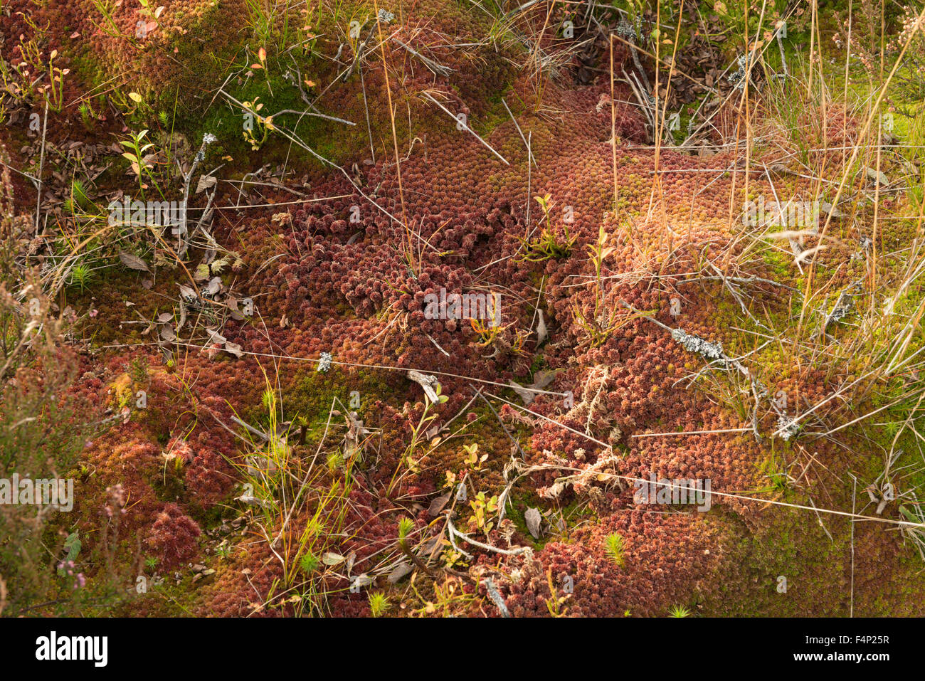 Ort der Schlacht von Sheriffmuir, zeigt Detail Boden Moor und Moosen, Sheriffmuir, Perthshire, Schottland, UK, Stockfoto