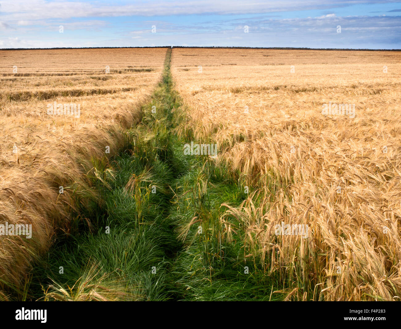 Öffentlichen Fußweg über ein Gerstenfeld in der Nähe von Beadnell Northumberland, England Stockfoto