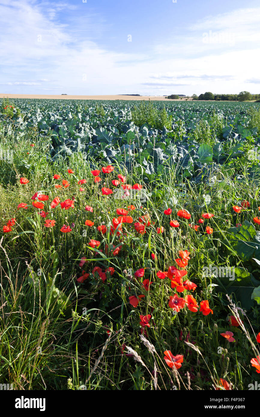 Mohn Blüte neben einem Feld von Kohl in der Nähe von Kingsbarns, Fife, Schottland, Vereinigtes Königreich Stockfoto