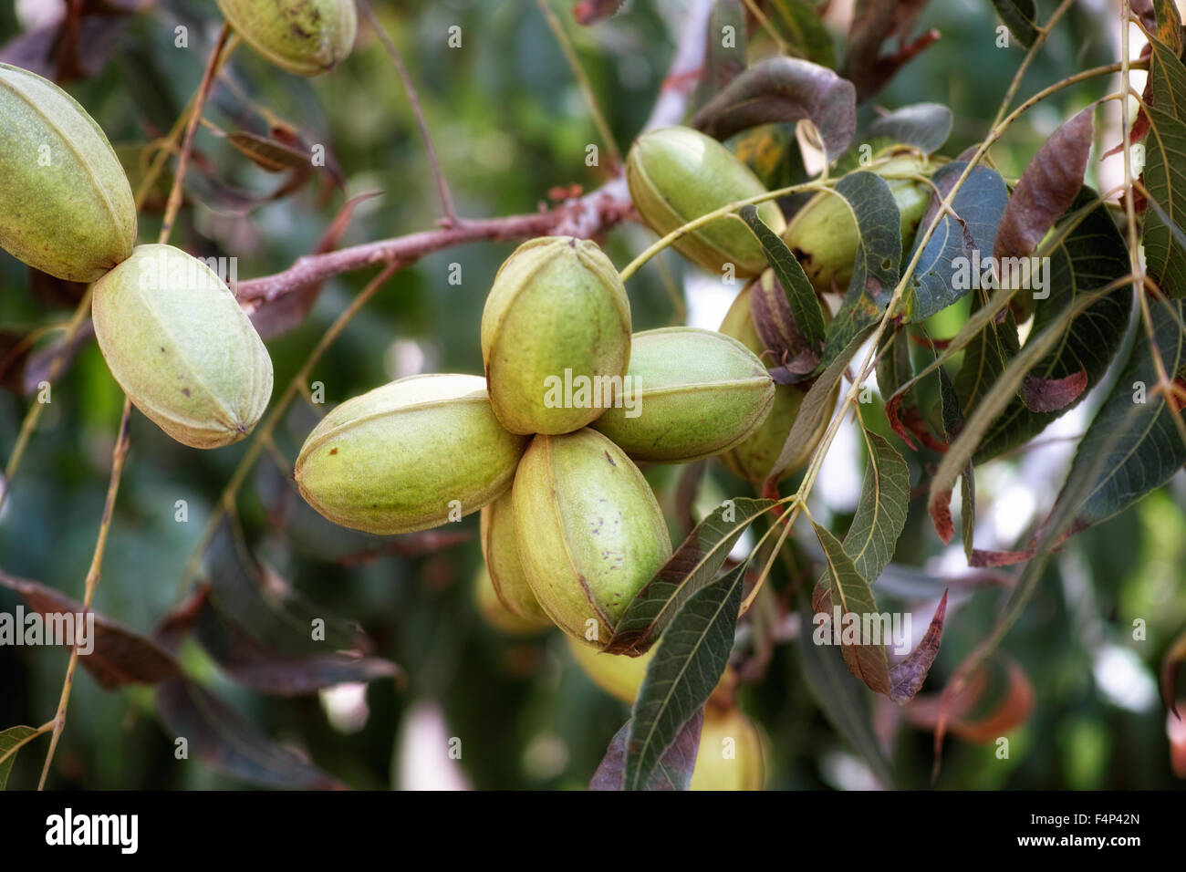Junge Pekannüsse wächst auf einem Baum Stockfoto