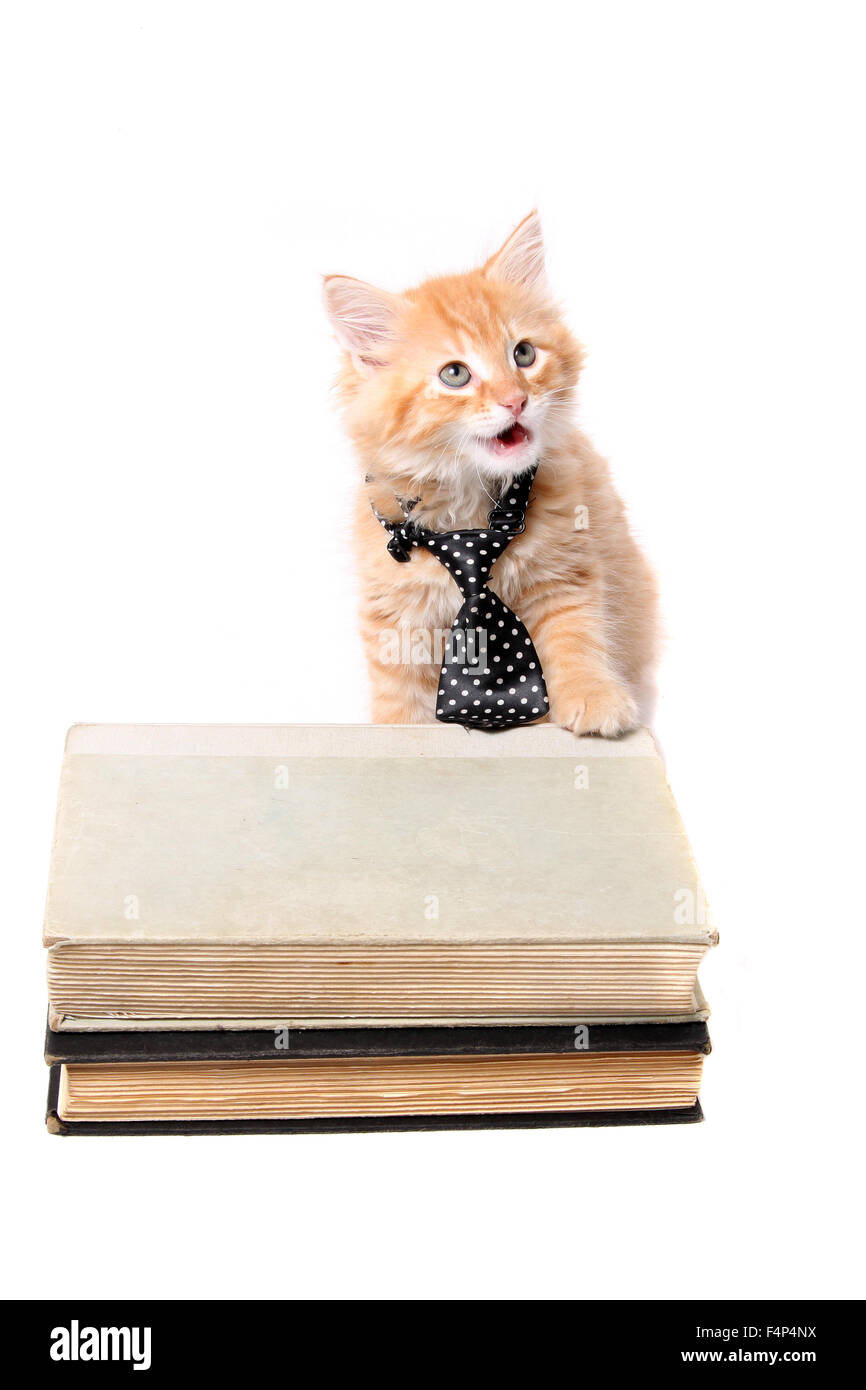 Kleine orangenes gestreiftes Kätzchen mit einer Krawatte mit der Tatze auf einige Lehrbücher und Mund öffnen, als ob sprechen und nachschlagen Stockfoto