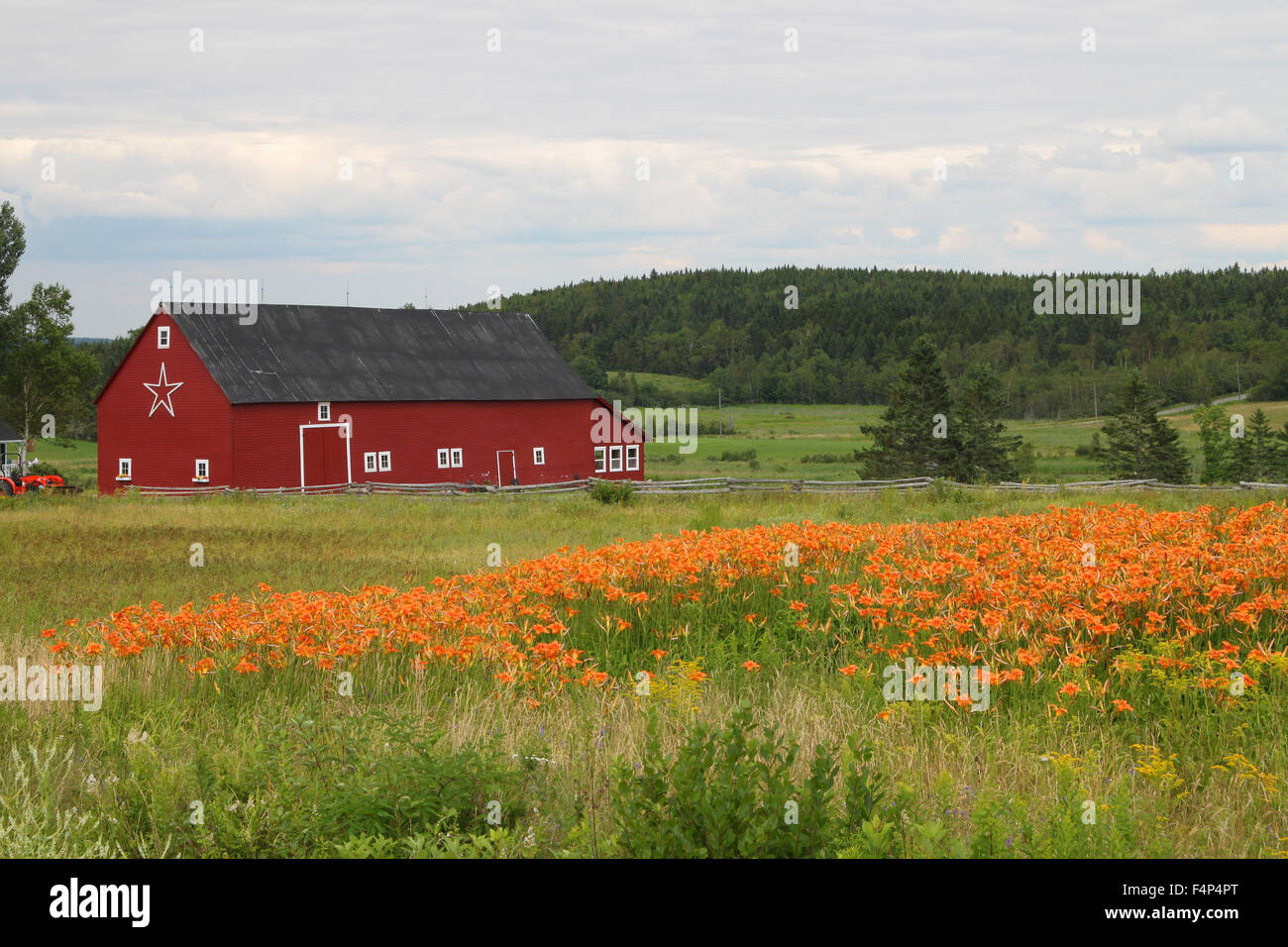 Bauernhof und orange Tiger Lily Blumen im Feld in New Brunswick, Maritimes, Kanada Stockfoto