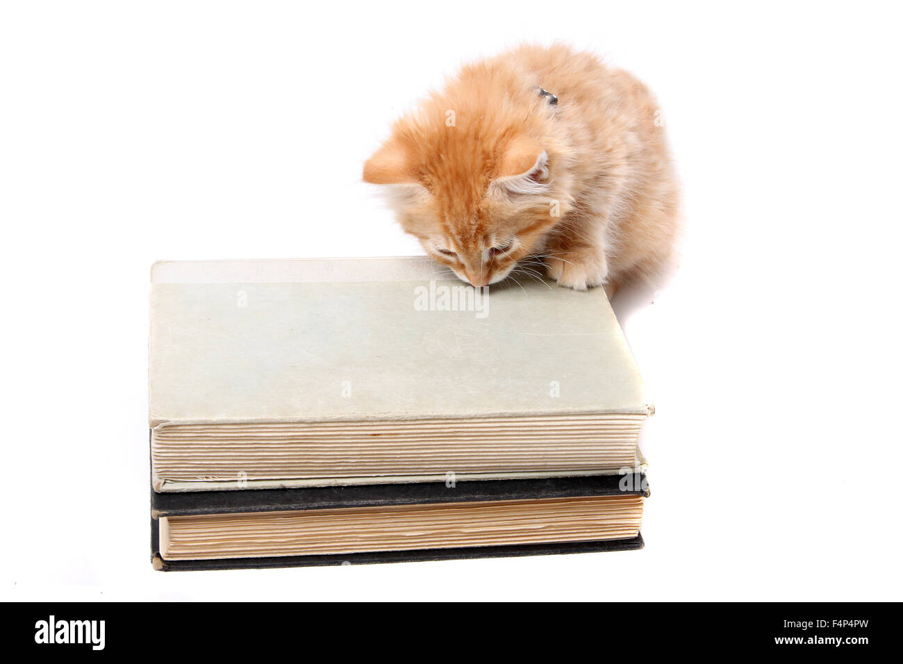 Kleine orange gestreiftes Kätzchen mit seinen Pfoten auf einige Lehrbücher und schnüffeln Stockfoto