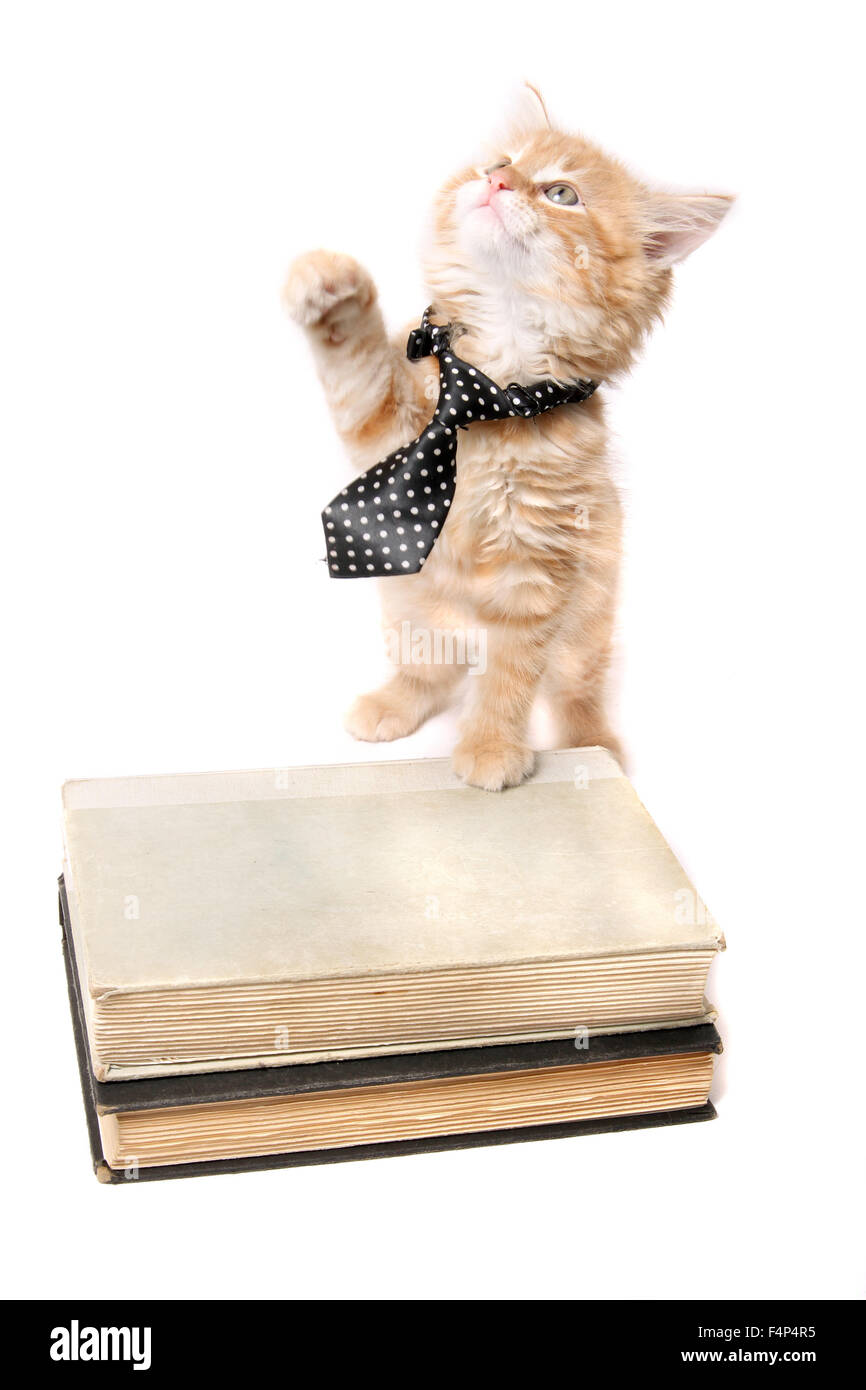 Kleine orange gestreiftes Kätzchen mit einer Krawatte mit der Tatze auf einige Textbüchern nachschlagen Stockfoto