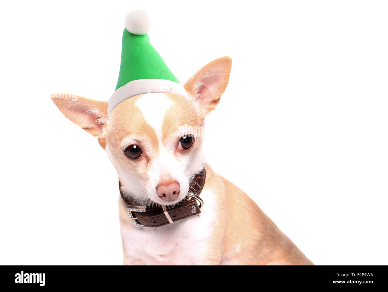 Niedlichen kleinen Beige Chihuahua Hund einen grünen Elf Hut auf weißem Hintergrund Stockfoto