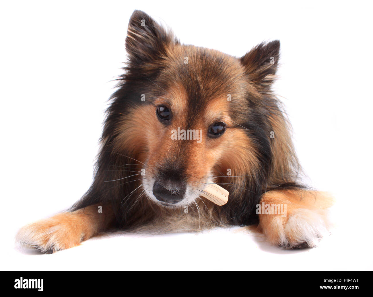 Niedliche kleine Sheltie oder Shetland Sheepdog Essen ein Knochen oder behandeln Stockfoto