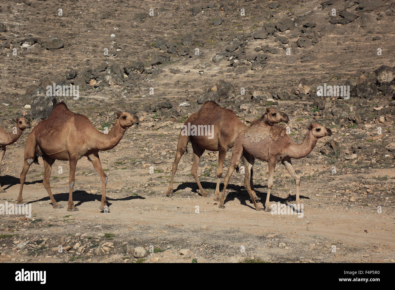 Kamel-Herde im Dhofar Region Jabal Al Qamar südlichen Oman Stockfoto