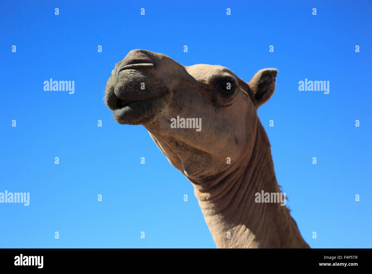 Kamele, Oman Stockfoto
