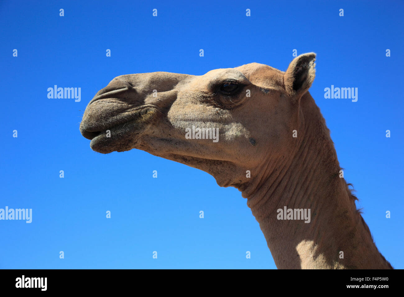 Kamele, Oman Stockfoto