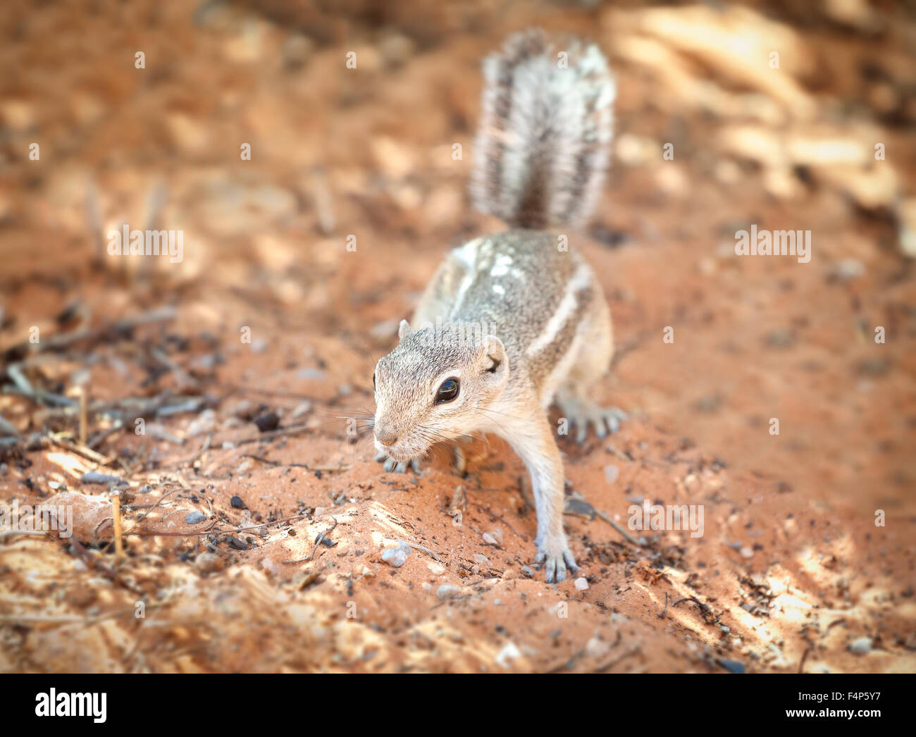 Eichhörnchen Sie im natürlichen Lebensraum, Valley of Fire State Park, Nevada, USA. Stockfoto