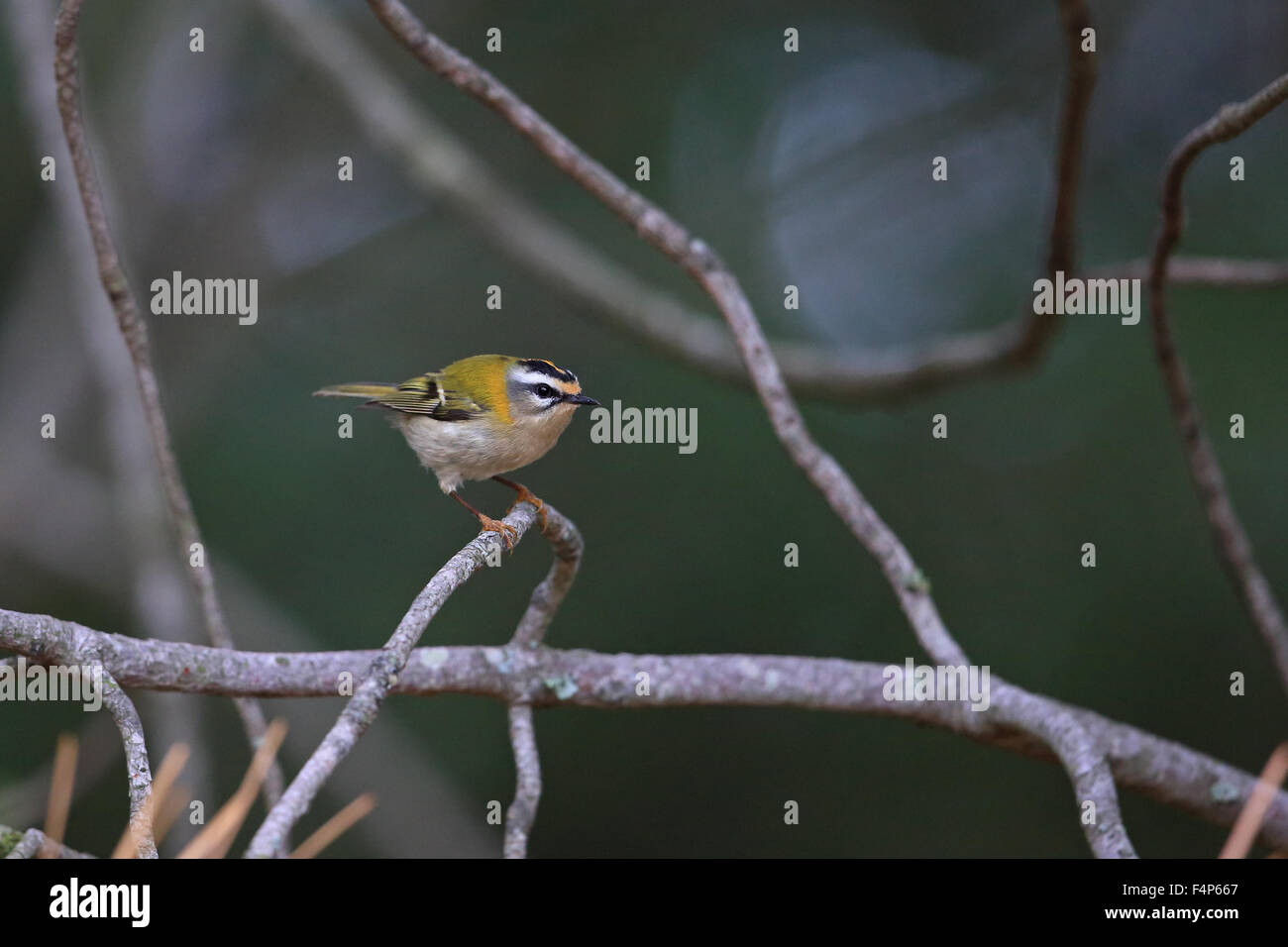 Firecrest (Regulus Ignicapilla) Stockfoto