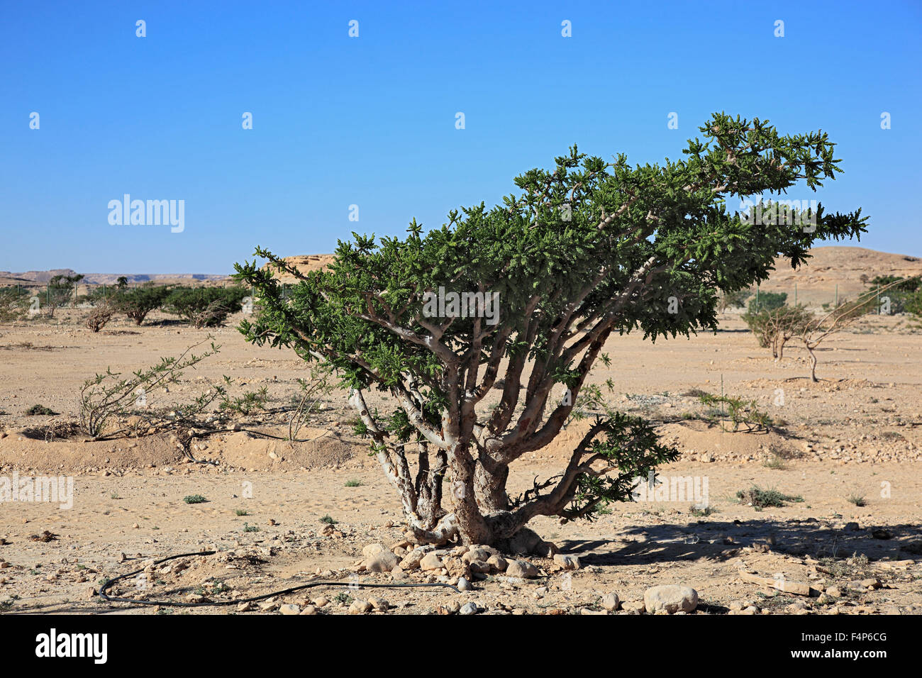 Wadi Dawqah, Weihrauch-Baum-Kulturen, UNESCO-Weltkulturerbe / natürliche Erbe, Boswellia Sacra Carterii mit Salalah, Oman Stockfoto