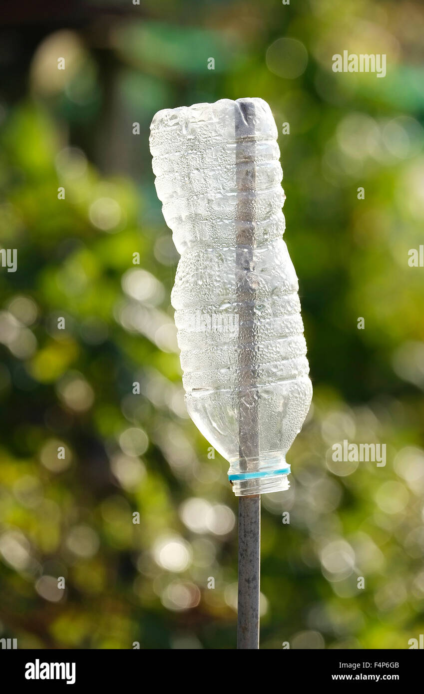 Kunststoff-Trinkflasche auf Garten Zuckerrohr Stockfoto