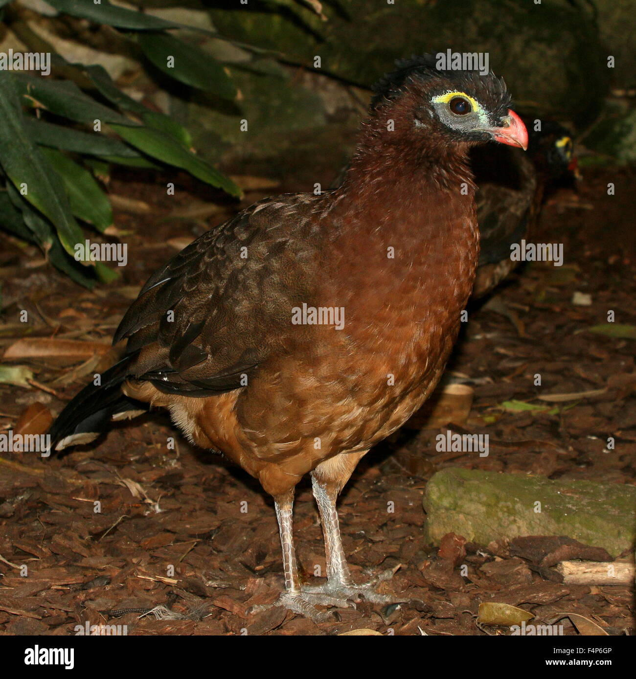 South American nächtliche Hokkohühner (Nothocrax Urumutum) Stockfoto