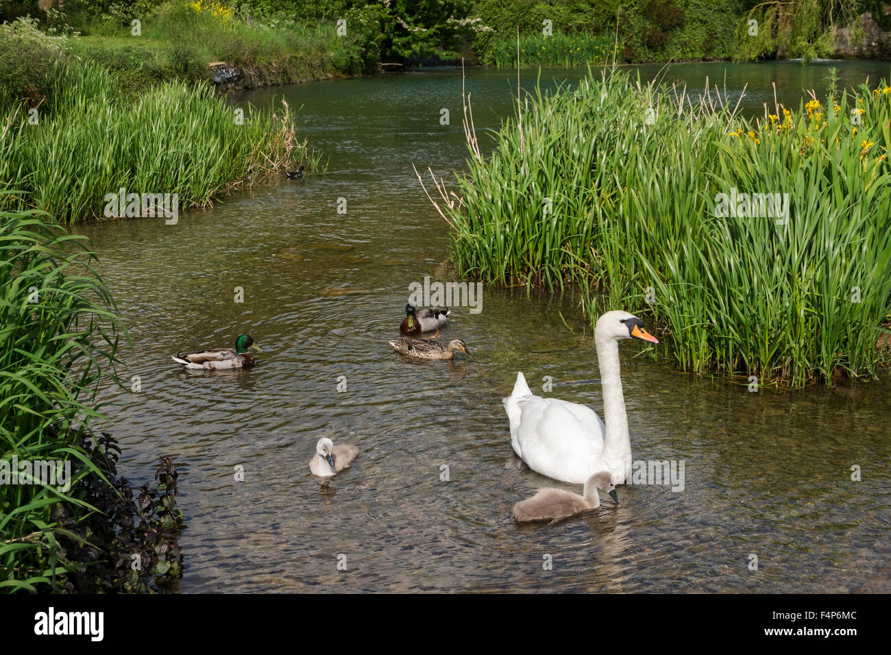 Ein Schwan mit dem Signet und einige Enten in den Fluss Coln in Fairford, Gloucestershire, UK Stockfoto