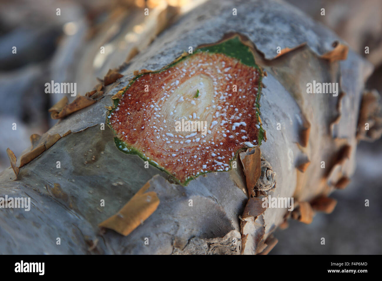 Wadi Dawqah, Weihrauch-Baum-Kulturen, UNESCO-Weltkulturerbe / natürliche Erbe, Boswellia Sacra Carterii mit Salalah, Oman Stockfoto