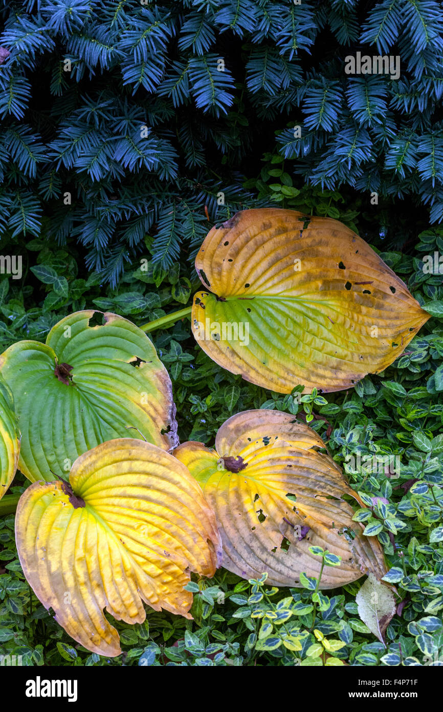 Hosta Blätter - Herbstblätter taxus baccata Stockfoto