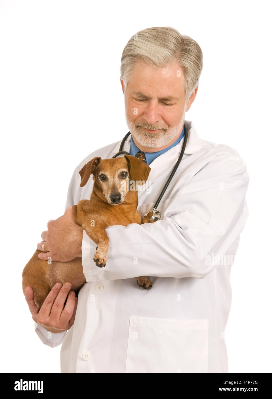 Eine männliche Tierarzt mit seinem Mini Dackel-Patienten Stockfoto