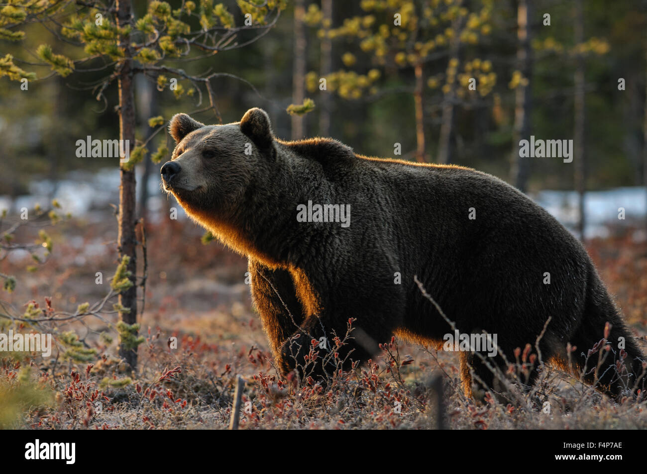 Europäischer Braunbär im Schnee bei Gegenlicht am frühen Morgen, Frühling in Taiga-Wald in Finnland. Stockfoto