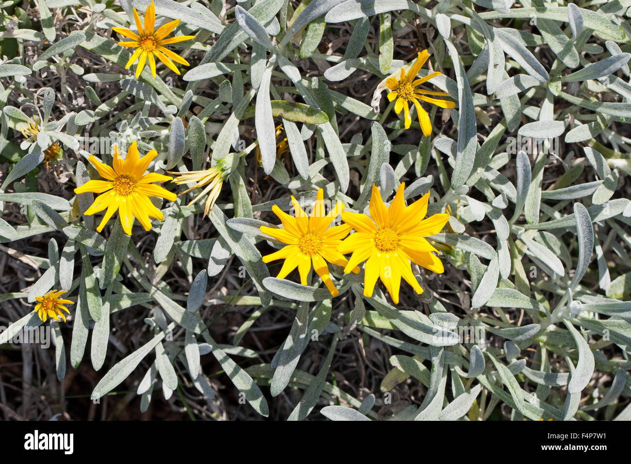 Gazania jurineifolia -Fotos und -Bildmaterial in hoher Auflösung – Alamy