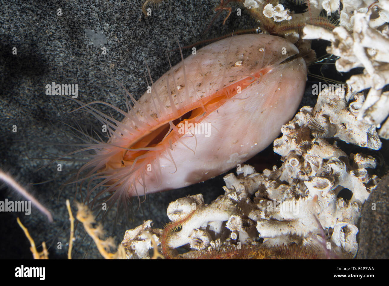 Europäische Datei Riesenmuschel, große Muschel, Große Feilenmuschel, Acesta Excavata, Lima Excavata, Ostrea Excavata, Limidae Stockfoto