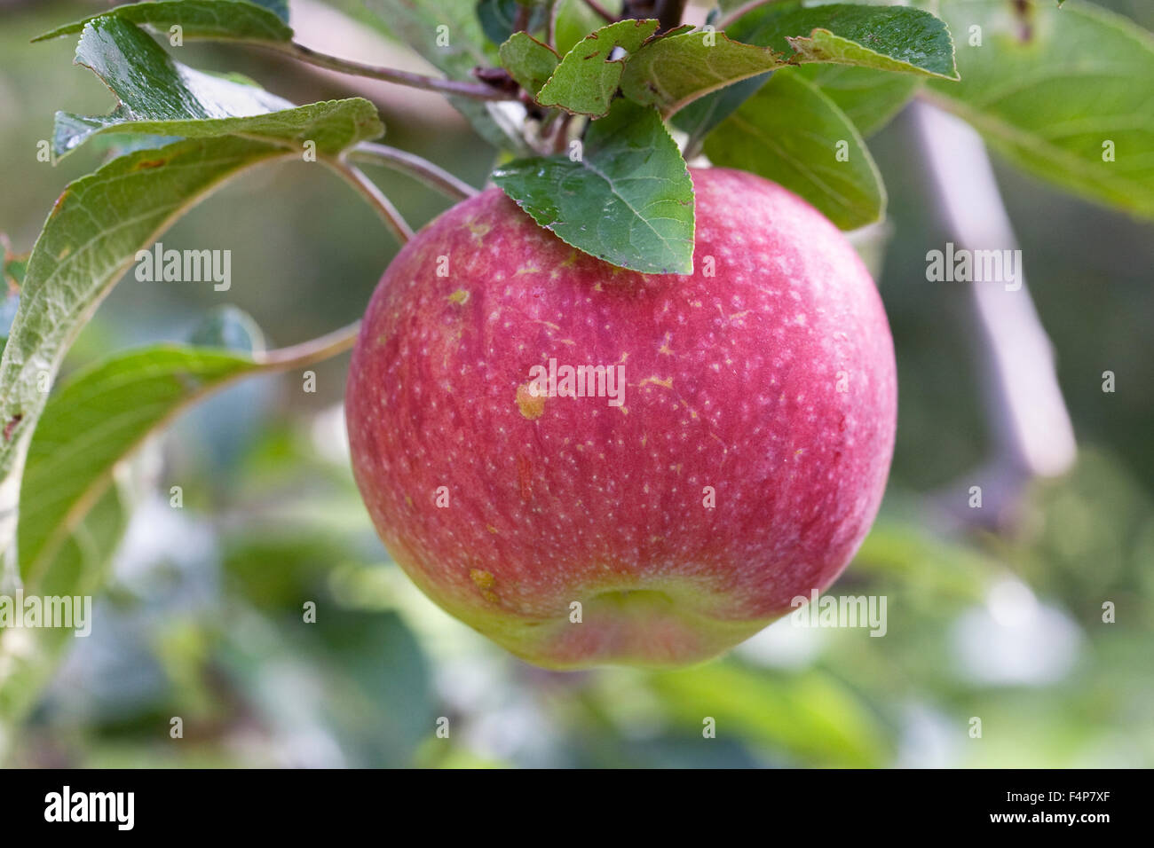 Malus Domestica 'McIntosh'. Stockfoto