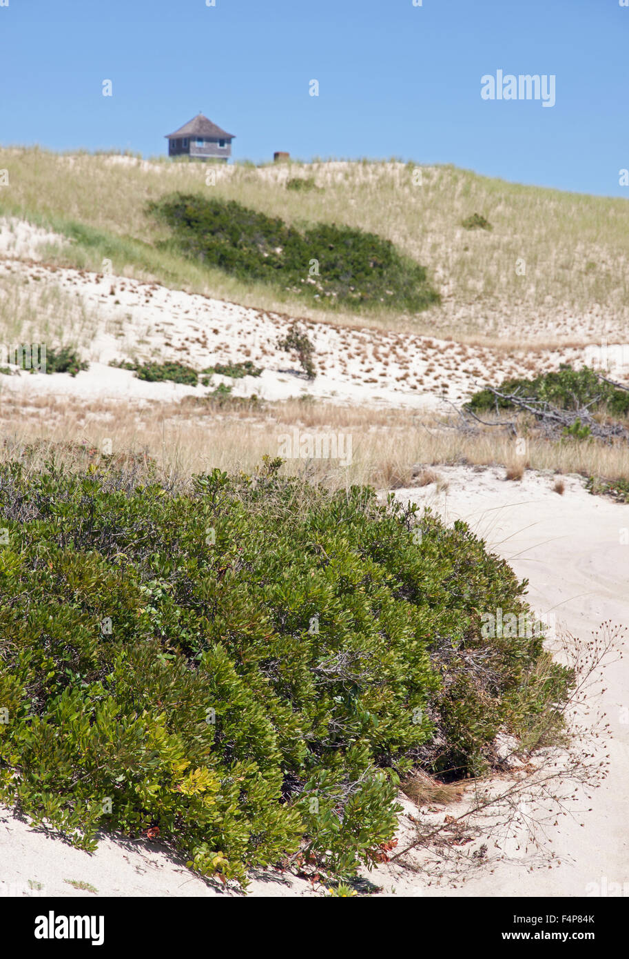 Provinz Ländereien am Cape Cod National Seashore.  Sanddüne Vegetation besteht aus Kiefer & Eiche Bäume. Sträucher sind Pflaume & Beere. Stockfoto