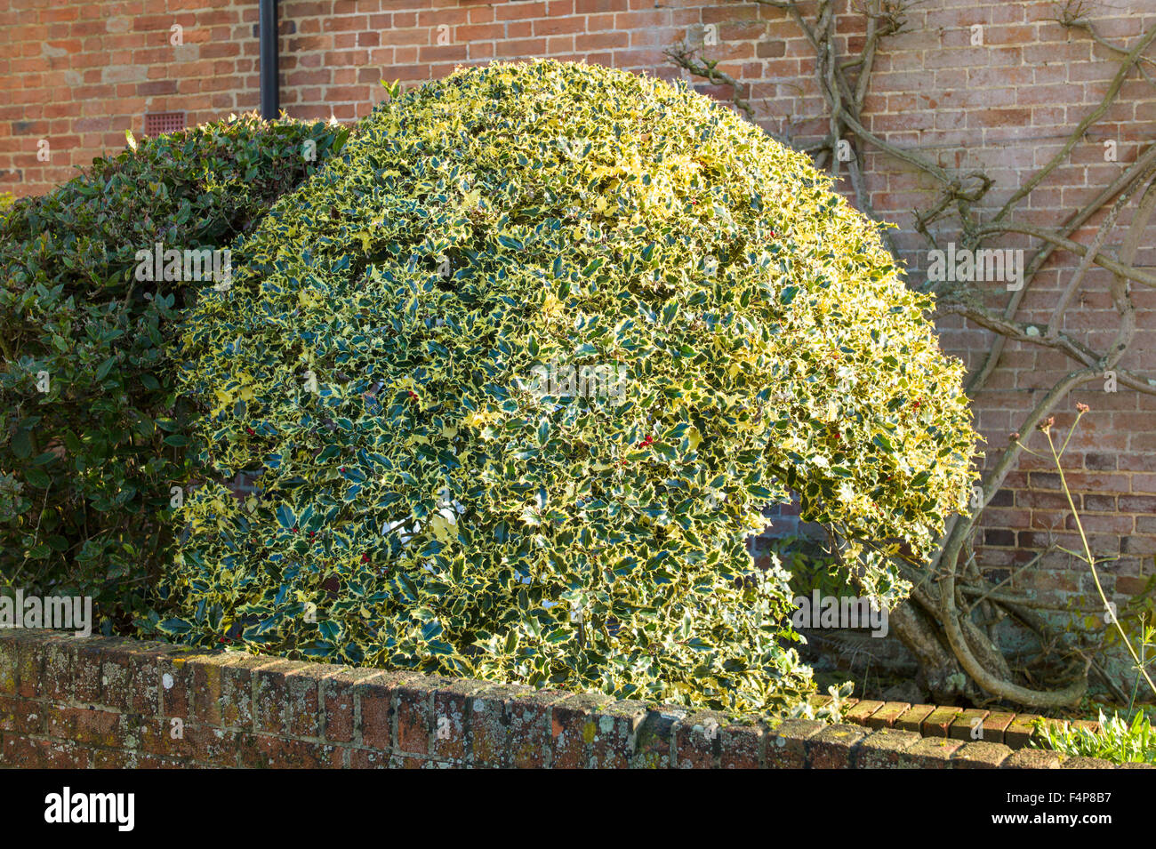 Abgerundete bunte Holly Busch in engen Vorgarten eines ehemaligen alten Bauernhaus in Wiltshire England Großbritannien Stockfoto