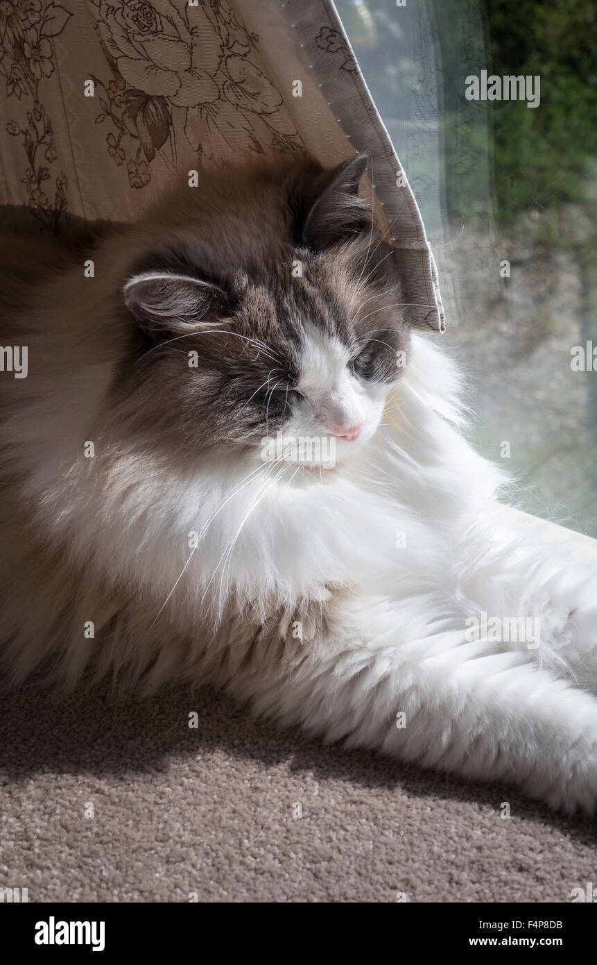 Ragdoll Katze dösen in der warmen Sonne neben ein Fenster Stockfoto