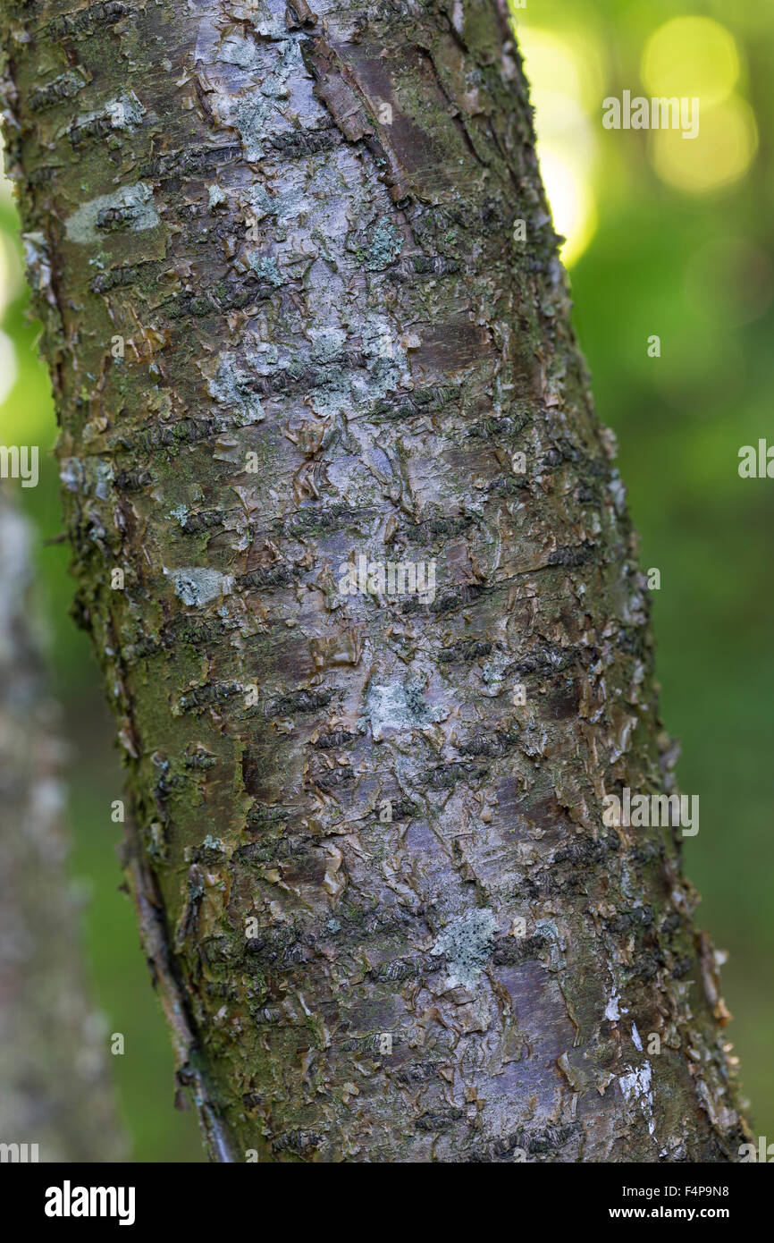 Common alder tree bark Fotos und Bildmaterial in hoher Auflösung Alamy