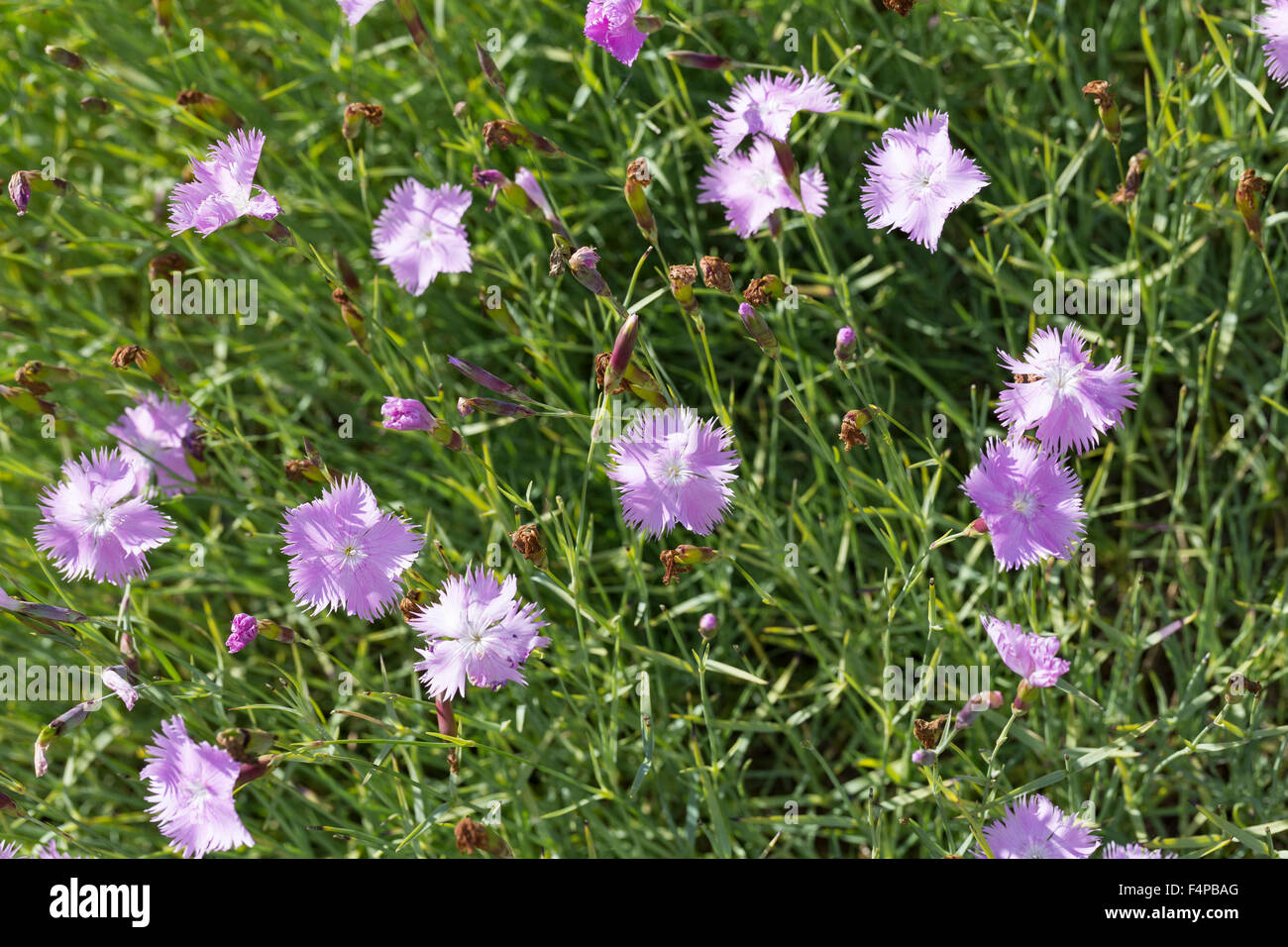 Moderne Grenze rosa, Feder-Nelke, Federnelke, Rosa Federnelke Dianthus Plumarius, L'œillet Himbeere Stockfoto