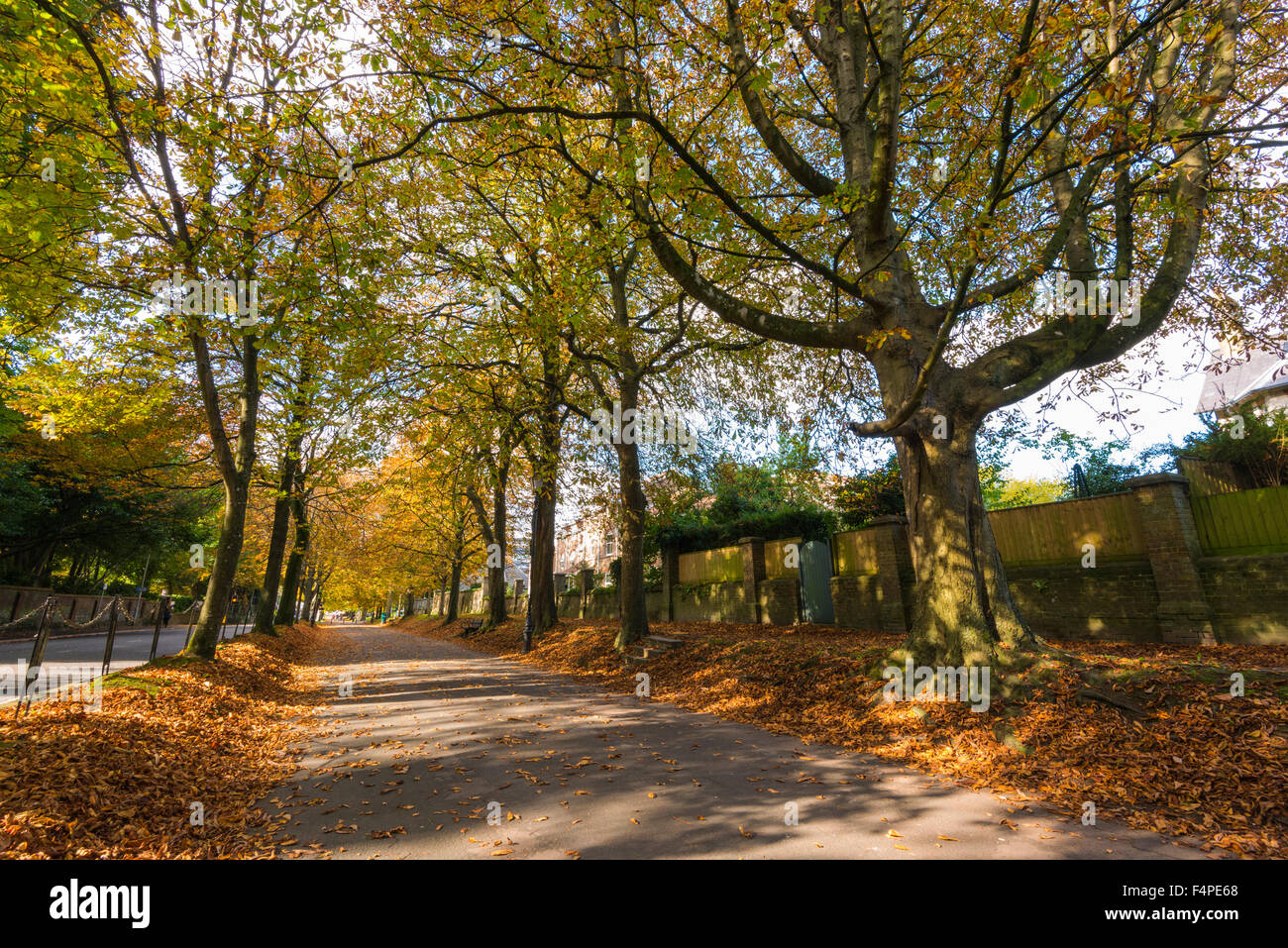 Herbstliche Farben an den Bäumen des South Walk in Dorchester, Dorset, Großbritannien an einem herrlichen Herbsttag. Stockfoto