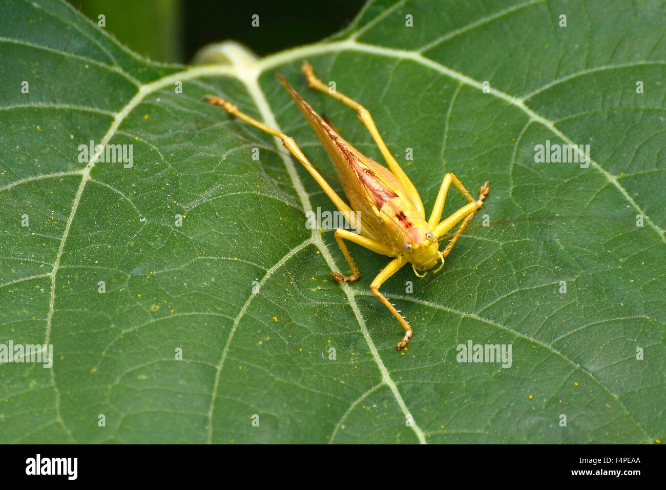 gelbe Heuschrecke Stockfoto