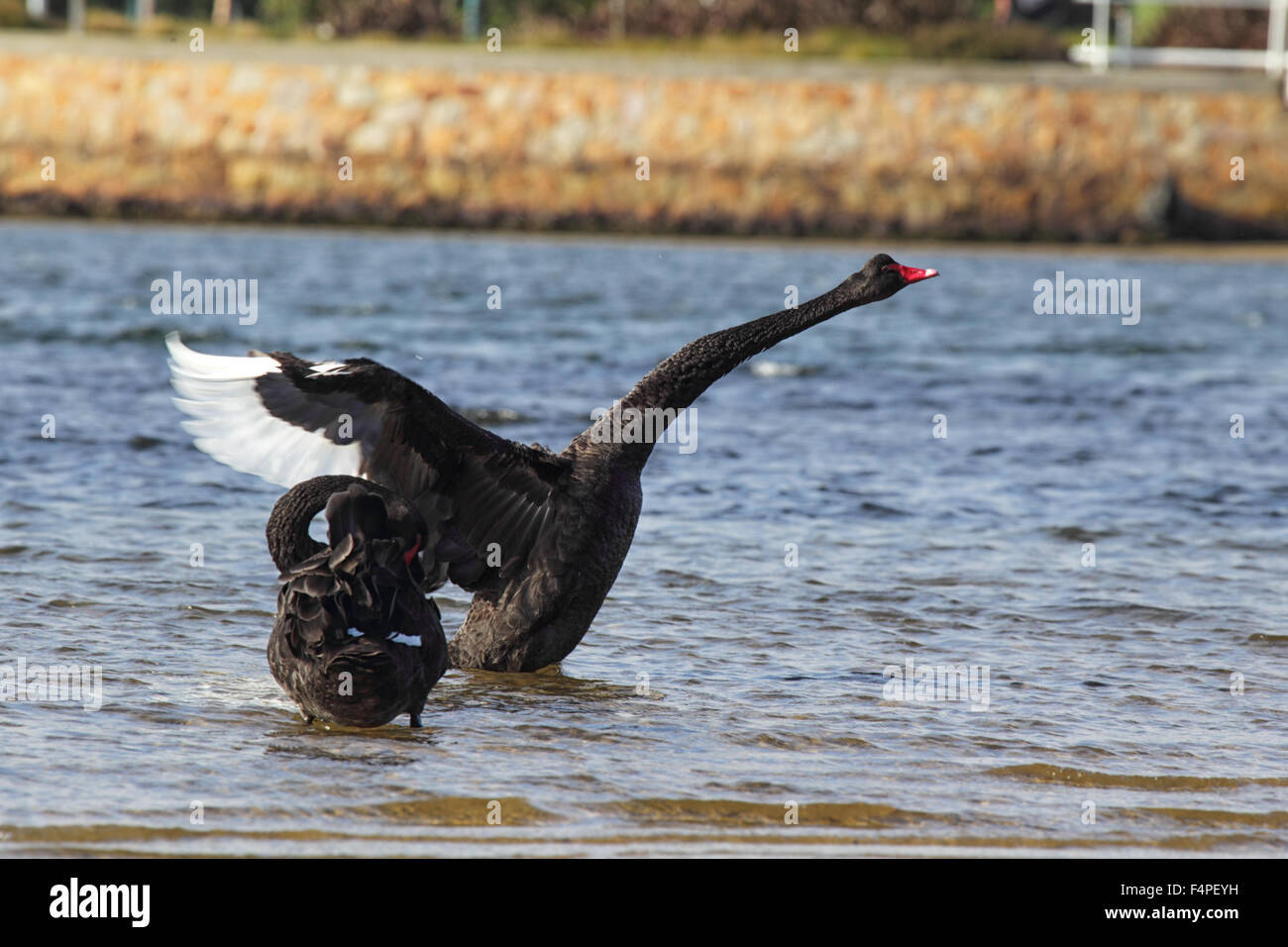 Schwarze Schwäne (Cygnus olor) am Ufer des Sees King in Lakes Entrance, Victoria, Australien. Stockfoto