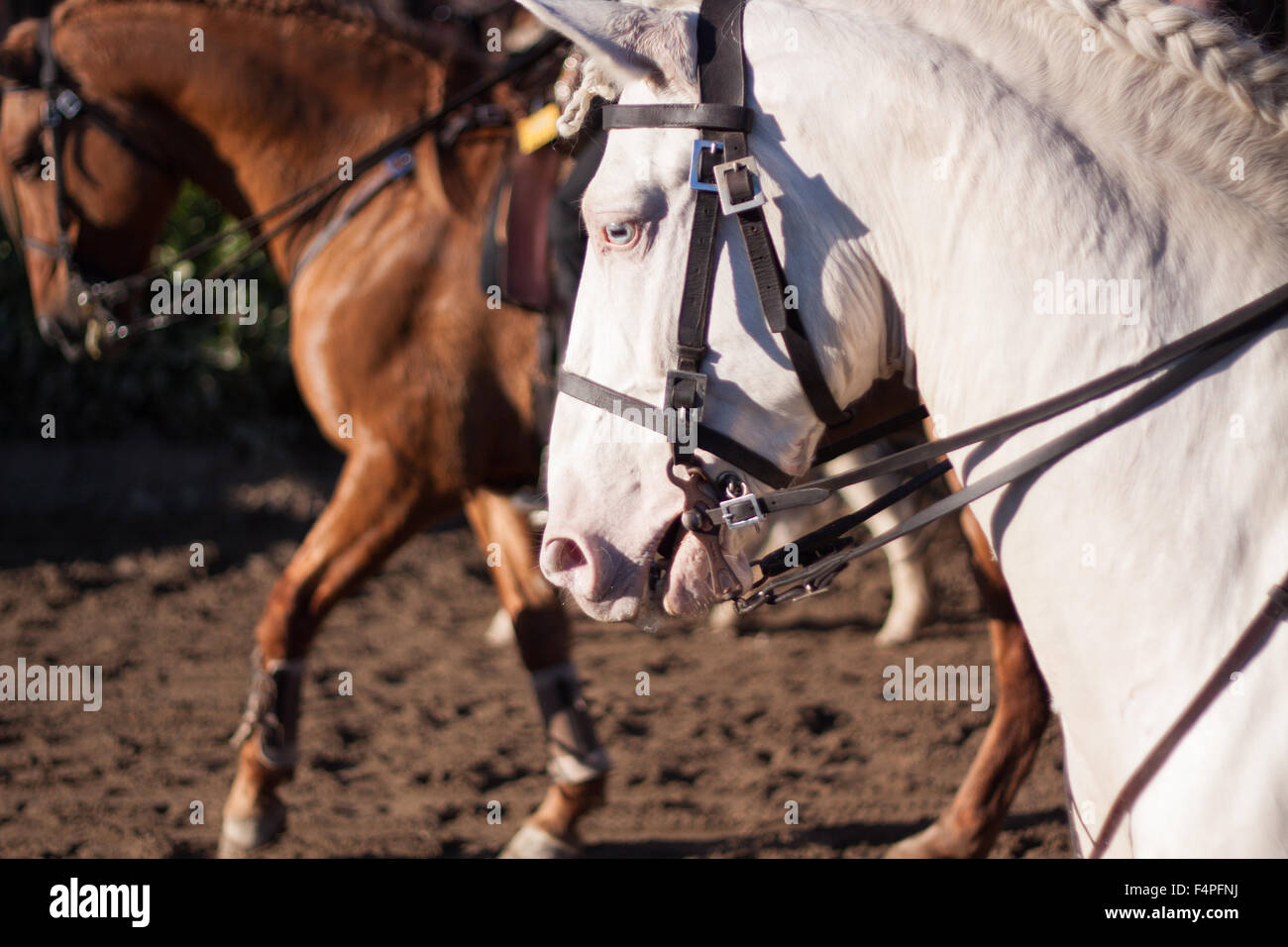 Braune und weiße Pferde Stockfoto
