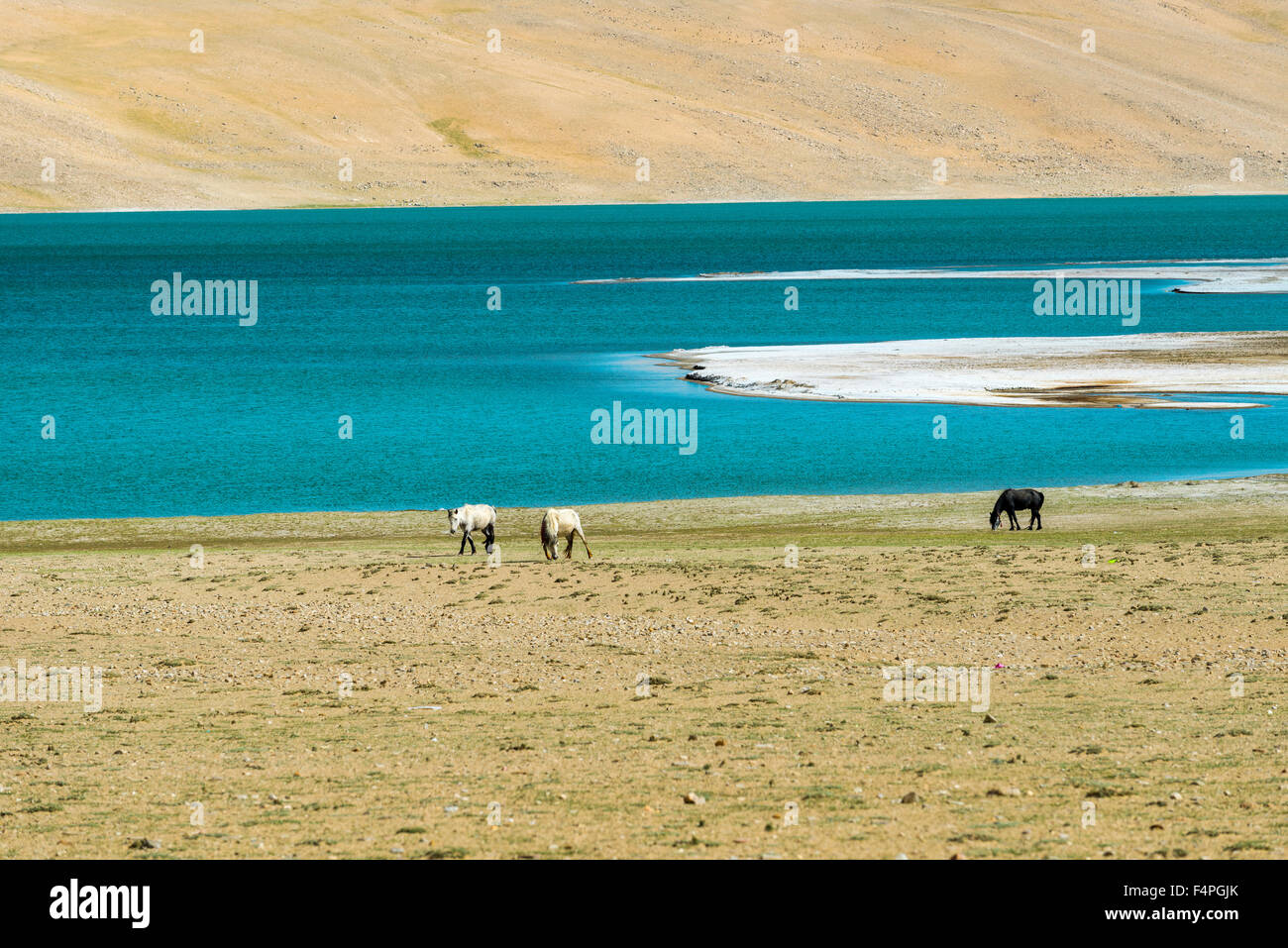 Wilde Pferde grasen in der kargen Landschaft mit einem blauen See in changtang Bereich Stockfoto