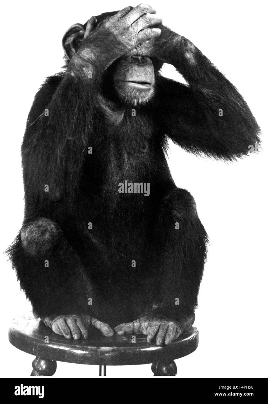 Schimpanse, See No Evil, ca. 1970 Stockfoto