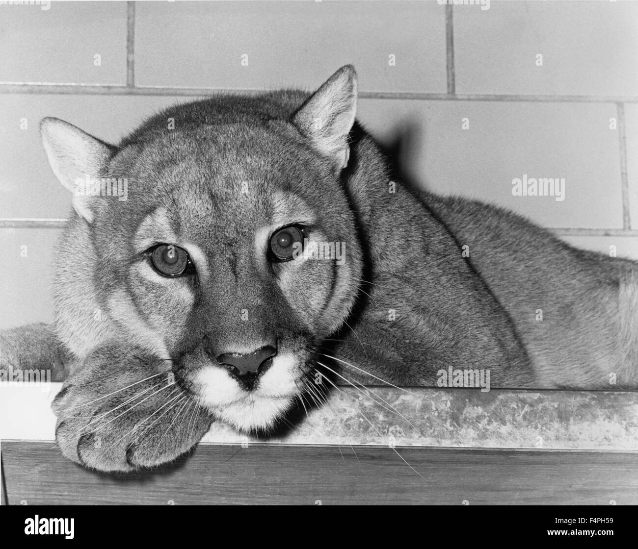 Löwin, Zoological Society of Philadelphia, Foto von Franklin Williamson, 1961 Stockfoto