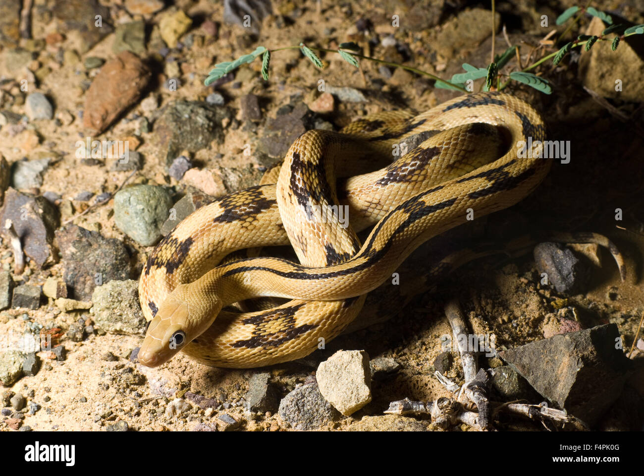 Nördlichen Trans-Pecos Ratsnake (Bogertophis Subocularis Subocularis), Sierra co., New Mexico, USA. Stockfoto