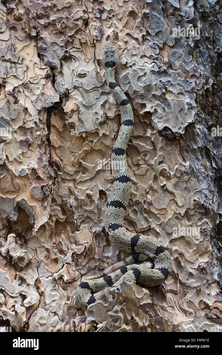 Männliche gebändert Rock Klapperschlange, (Crotalus Lepidus Klauberi), Gila Wilderness, New Mexico, USA. Stockfoto