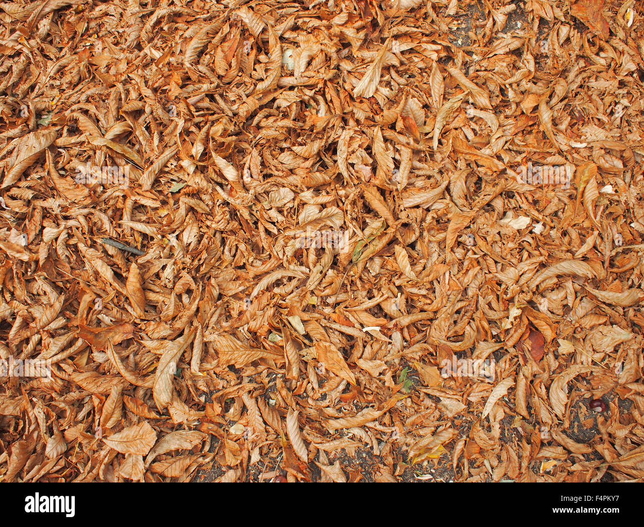 Die Oberfläche des Bodens im Park, vollständig bedeckt mit abgefallenen Blättern von Kastanien braune Farbe als Hintergrund verwenden. Stockfoto