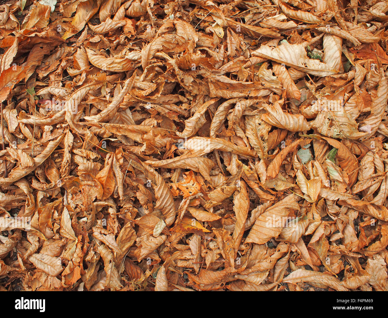 Die Oberfläche des Bodens im Park, vollständig bedeckt mit abgefallenen Blättern von Kastanien roter Farbe als Hintergrund verwenden. Stockfoto