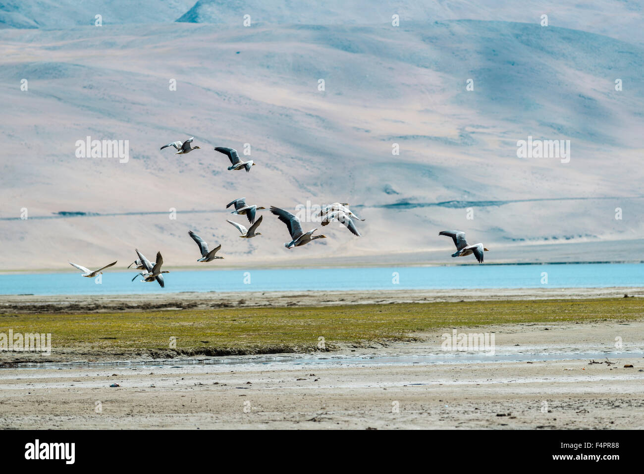 Eine Herde von bar Kopf Gans ist Fliegen über die karge Landschaft und das türkisfarbene Wasser des Tso moriri in changtang Bereich Stockfoto