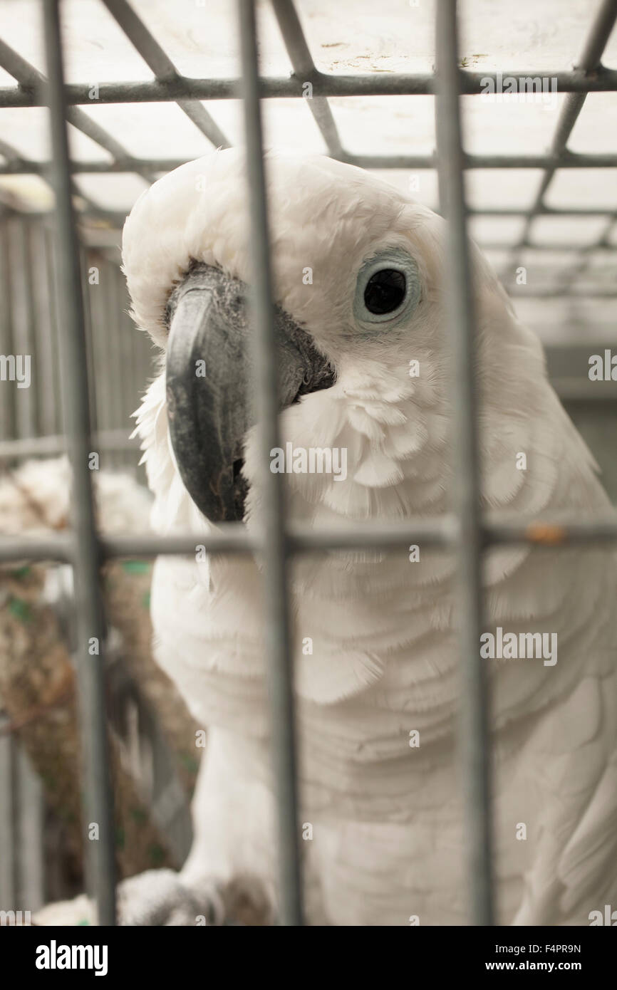 Kakadu Blicke heraus aus seinem Käfig. Stockfoto