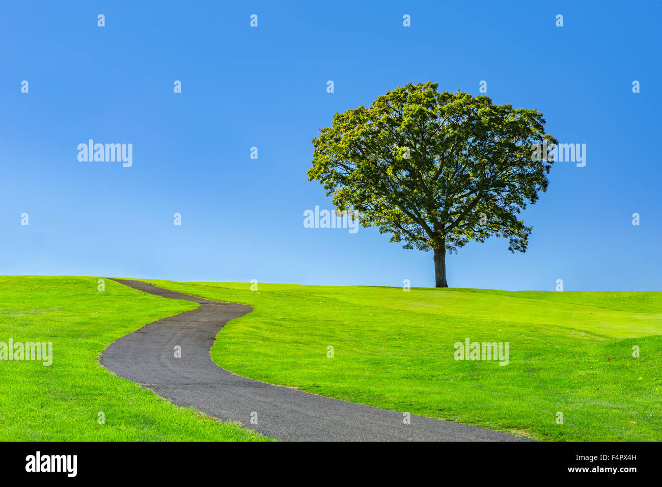 Einsamer Baum auf einer grünen Wiese unter einem strahlend blauen Sommerhimmel Stockfoto