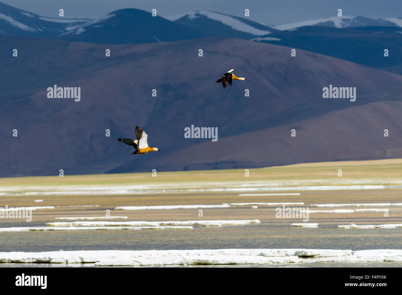 Zwei Brahmanen Enten, auch bräunlich Brandente (tadorna ferruginea) sind Fliegen bei Tso kar, eine schwankende Salt Lake, gelegen an einem altitu Stockfoto