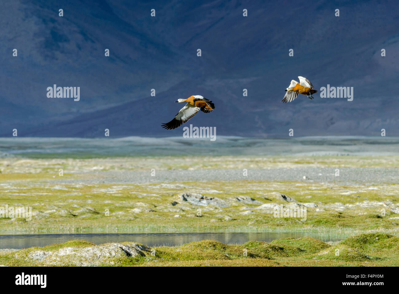 Zwei Brahmanen Enten, auch bräunlich Brandente (tadorna ferruginea) sind Fliegen bei Tso kar, eine schwankende Salt Lake, gelegen an einem altitu Stockfoto