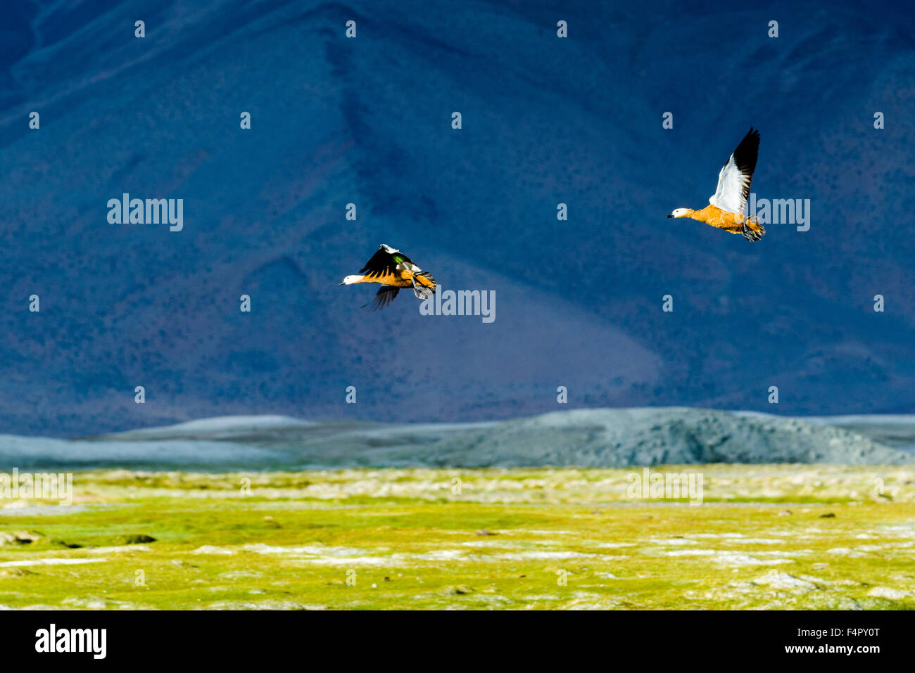 Zwei Brahmanen Enten, auch bräunlich Brandente (tadorna ferruginea) sind Fliegen bei Tso kar, eine schwankende Salt Lake, gelegen an einem altitu Stockfoto